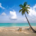 Anguilla Beach Palm tree